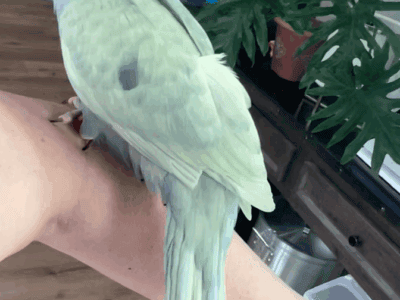 Indian Ringneck Baby – Rare Mutation